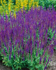 Salvia nemorosa Ostfriesland 9 cm Topf - Größe nach Saison