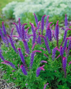 Salvia nemorosa Ostfriesland 9 cm Topf - Größe nach Saison