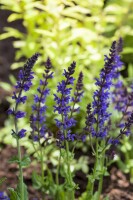 Salvia nemorosa Ostfriesland 9 cm Topf - Größe nach Saison