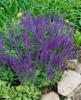 Salvia nemorosa Ostfriesland 9 cm Topf - Größe nach Saison