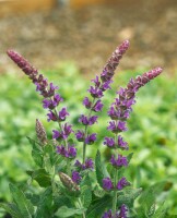 Salvia nemorosa Ostfriesland 9 cm Topf - Größe nach Saison