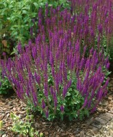 Salvia nemorosa Ostfriesland 9 cm Topf - Größe nach Saison