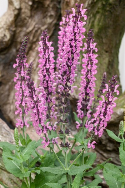 Salvia nemorosa Rose Queen 9 cm Topf - Größe nach Saison