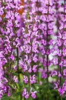 Salvia nemorosa Rose Queen 9 cm Topf - Größe nach Saison