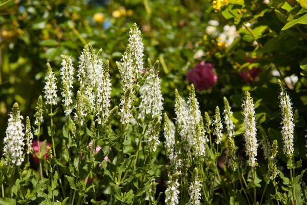 Salvia nemorosa Schneehügel Adrian 9 cm Topf - Größe nach Saison