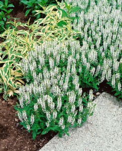 Salvia nemorosa Schneehügel Adrian 9 cm Topf - Größe nach Saison