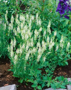 Salvia nemorosa Schneehügel Adrian 9 cm Topf - Größe nach Saison