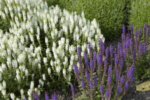 Salvia nemorosa Schneehügel Adrian 9 cm Topf - Größe nach Saison