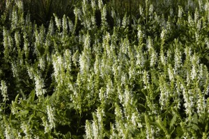 Salvia nemorosa Schneehügel Adrian 9 cm Topf - Größe nach Saison