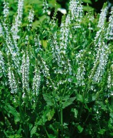 Salvia nemorosa Schneehügel Adrian 9 cm Topf - Größe nach Saison