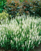 Salvia nemorosa Schneehügel Adrian 9 cm Topf - Größe nach Saison