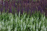 Salvia nemorosa Schneehügel Adrian 9 cm Topf - Größe nach Saison