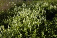 Salvia nemorosa Schneehügel Adrian 9 cm Topf - Größe nach Saison