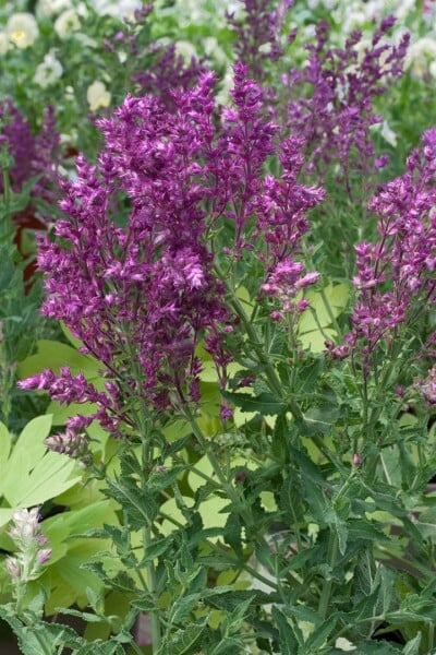 Salvia nemorosa Schwellenburg 9 cm Topf - Größe nach Saison