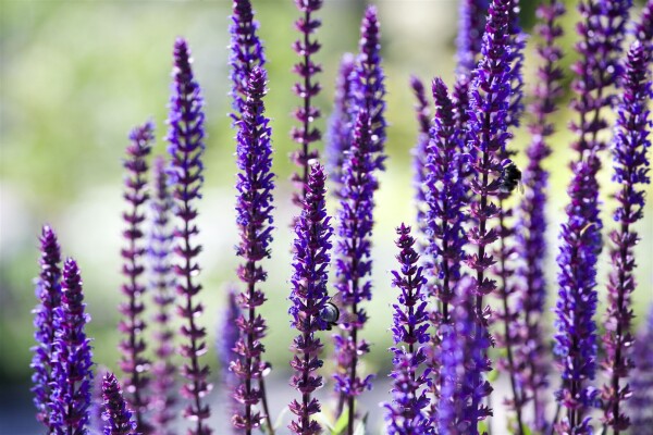 Salvia nemorosa Sensation Deep Blue  -R- 9 cm Topf - Größe nach Saison