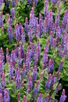 Salvia nemorosa Sensation Deep Blue  -R- 9 cm Topf - Größe nach Saison