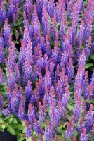 Salvia nemorosa Sensation Deep Blue  -R- 9 cm Topf - Größe nach Saison