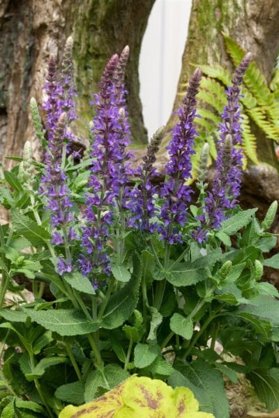 Salvia nemorosa Sensation Sky Blue  -R- 9 cm Topf - Größe nach Saison