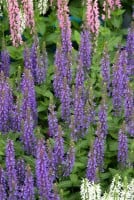 Salvia nemorosa Sensation Sky Blue  -R- 9 cm Topf - Größe nach Saison