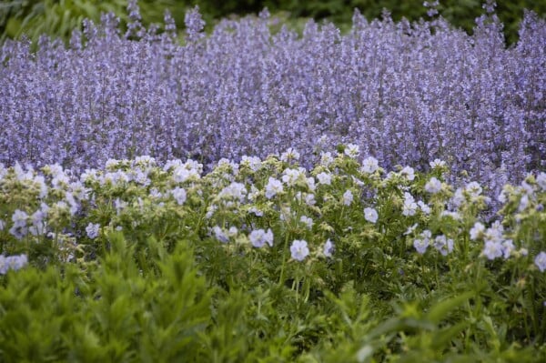 Salvia nemorosa Tänzerin 9 cm Topf - Größe nach Saison