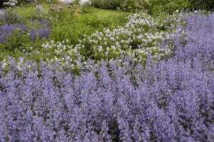 Salvia nemorosa Tänzerin 9 cm Topf - Größe nach Saison