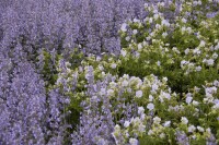 Salvia nemorosa Tänzerin 9 cm Topf - Größe nach Saison