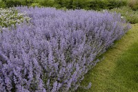 Salvia nemorosa Tänzerin 9 cm Topf - Größe nach Saison