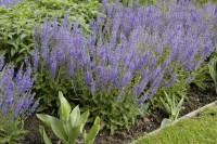 Salvia nemorosa Tänzerin 9 cm Topf - Größe nach Saison