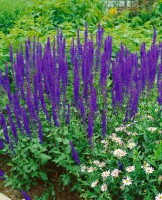 Salvia nemorosa Tänzerin 9 cm Topf - Größe nach Saison