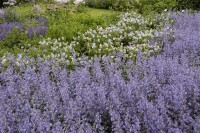 Salvia nemorosa Tänzerin C 3