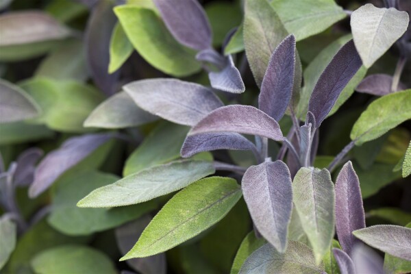 Salvia officinalis Berggarten 9 cm Topf - Größe nach Saison