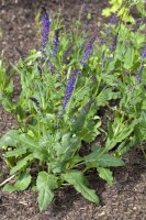 Salvia officinalis Berggarten 9 cm Topf - Größe nach Saison