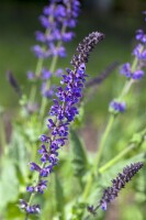 Salvia officinalis Berggarten 9 cm Topf - Größe nach Saison