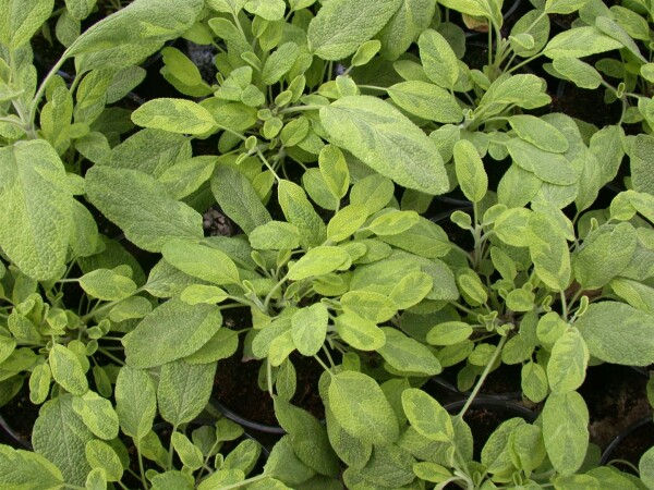 Salvia officinalis Icterina 9 cm Topf - Größe nach Saison