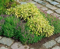 Salvia officinalis Icterina 9 cm Topf - Größe nach Saison