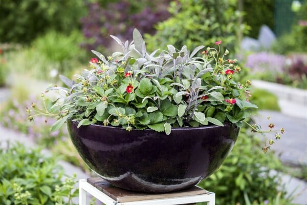 Salvia officinalis Tricolor 9 cm Topf - Größe nach Saison