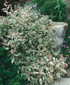 Salvia officinalis Tricolor 9 cm Topf - Größe nach Saison