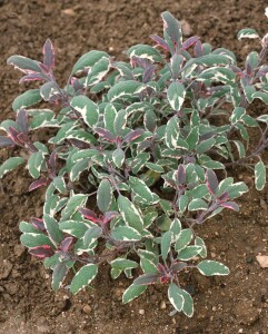 Salvia officinalis Tricolor 9 cm Topf - Größe nach Saison