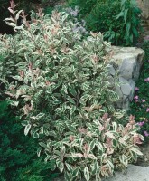 Salvia officinalis Tricolor 9 cm Topf - Größe nach Saison