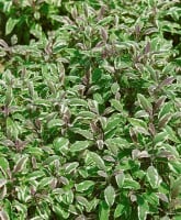 Salvia officinalis Tricolor 9 cm Topf - Größe nach Saison