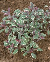 Salvia officinalis Tricolor 9 cm Topf - Größe nach Saison