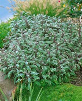 Salvia officinalis Tricolor 9 cm Topf - Größe nach Saison