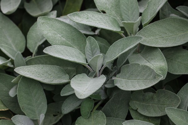 Salvia officinalis Würzburg 9 cm Topf - Größe nach Saison