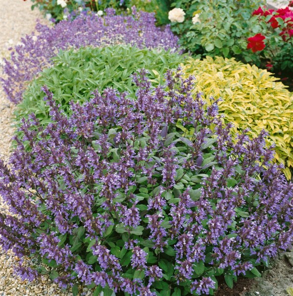 Salvia officinalis, violettblau 9 cm Topf - Größe nach Saison