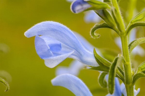 Salvia pratensis 9 cm Topf - Größe nach Saison