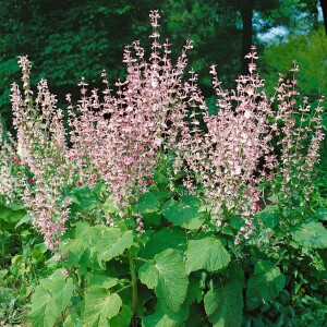 Salvia pratensis 9 cm Topf - Größe nach Saison