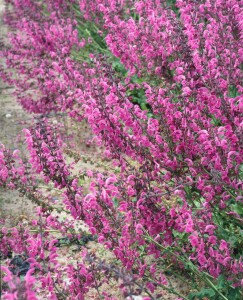 Salvia pratensis 9 cm Topf - Größe nach Saison