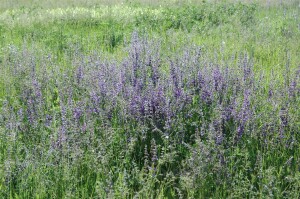 Salvia pratensis 9 cm Topf - Größe nach Saison