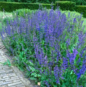 Salvia pratensis 9 cm Topf - Größe nach Saison