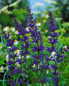 Salvia pratensis 9 cm Topf - Größe nach Saison